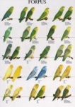 Poster Forpus Parrotlets 48 x 68cm
