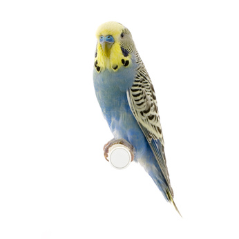 Budgie and Small Parakeet